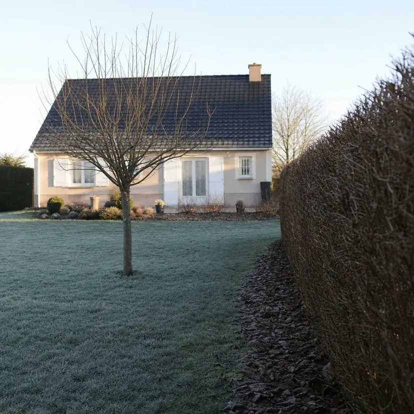 Jardin de pavillon un matin d'hiver, givre sur la pelouse rase, haie nue taillée au carré et arbre sans feuilles.