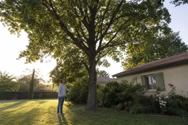 Homme en sweat gris debout dans l'herbe au pied d'un grand arbre feuillu plus haut que le toit de la maison, la tête levée vers la cime.