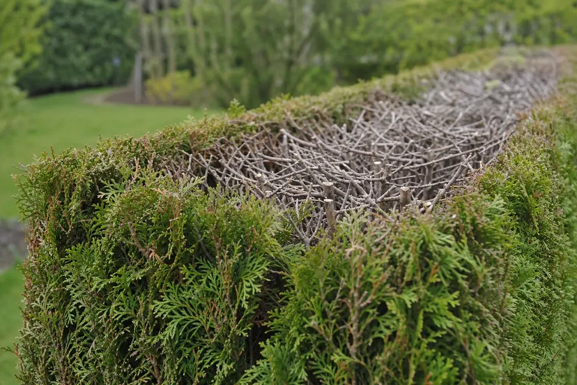 Haie de thuya rabattue laissant voir des branches brunes et dénudées à l'intérieur.