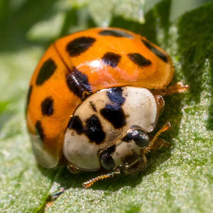 Coccinelle orange à points noirs sur une feuille, le devant du corps blanc marqué d'une tache noire en forme de M.