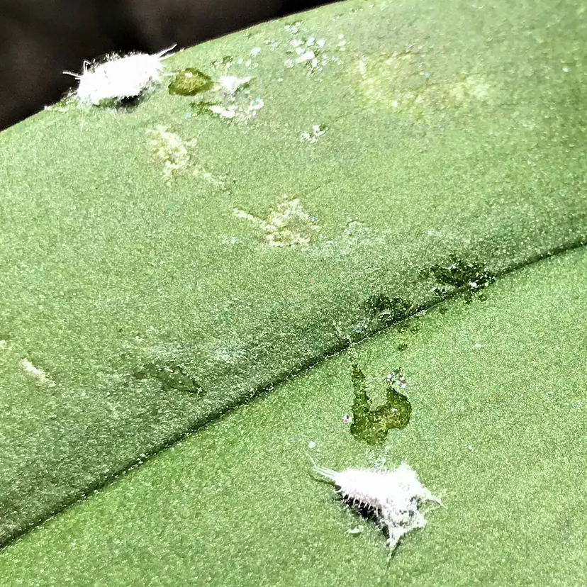 Deux cochenilles blanches, ovales et poudrées de cire, posées sur une feuille verte à côté de gouttes luisantes de miellat.