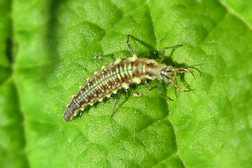 Larve de chrysope allongée, brune et crème, aux longues pattes et aux mâchoires en pinces, sur une feuille verte.