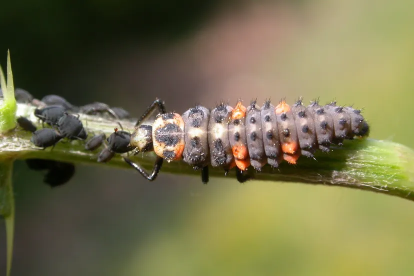 Larve de coccinelle allongée, grise à taches orange, sur une tige où se serrent des pucerons noirs.