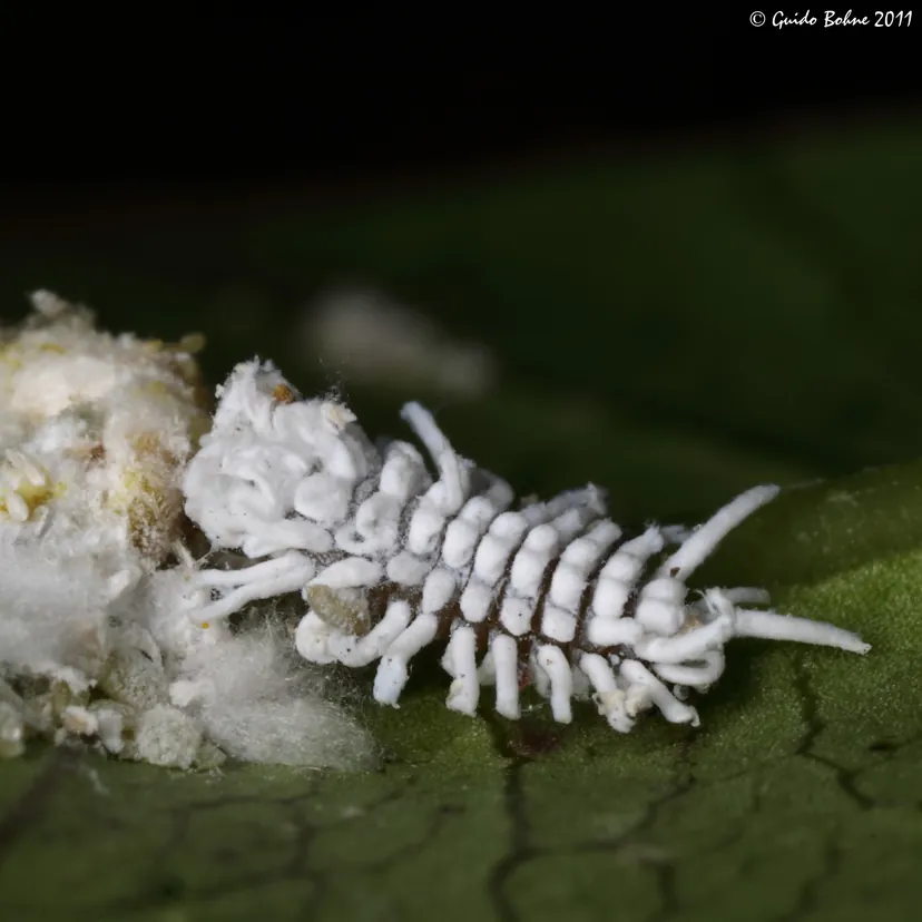 Larve blanche hérissée de longs filaments de cire, au bord d'un amas cotonneux de cochenilles farineuses sur une feuille.