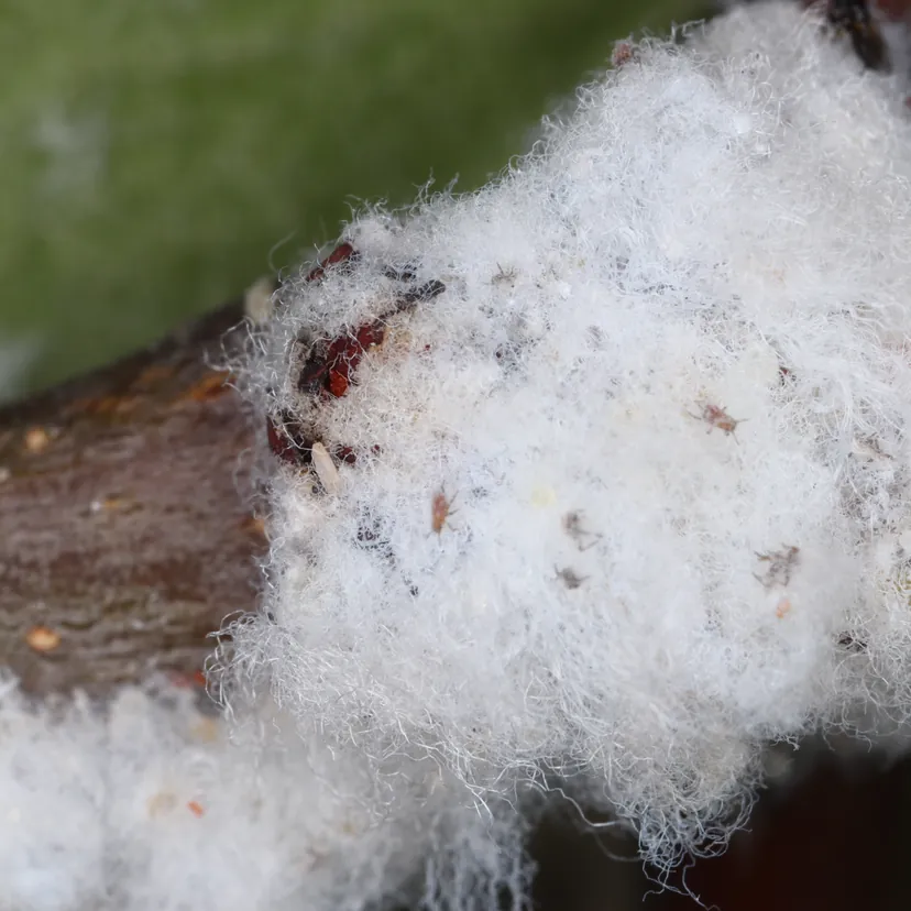 Rameau de pommier dont l'écorce disparaît sous un épais duvet blanc et cotonneux, parsemé de petits pucerons bruns.