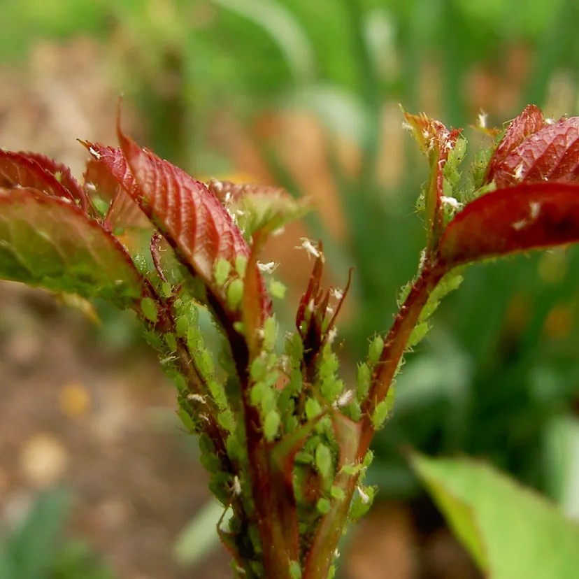 Jeunes pousses de rosier aux feuilles rouges, dont les tiges sont couvertes de dizaines de pucerons verts serrés les uns contre les autres.