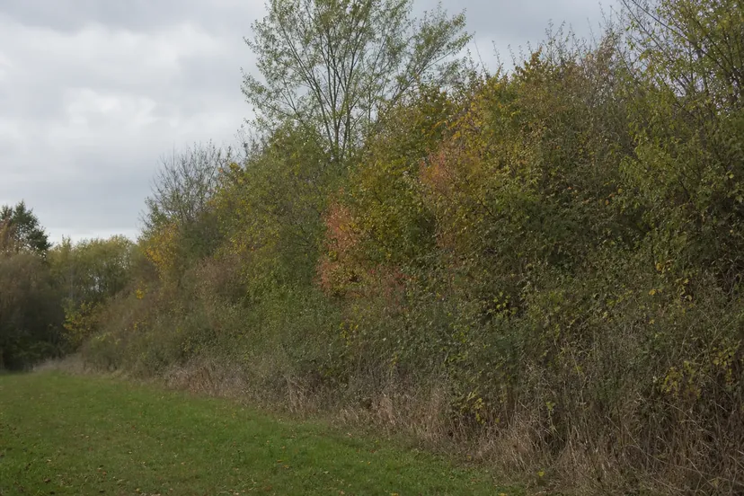 Haie champêtre libre et étagée en bordure d'une pelouse, arbustes bas devant, buissons et petits arbres derrière, bande d'herbes hautes non fauchées à son pied.
