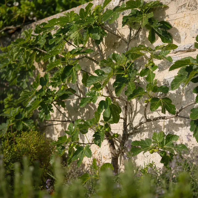 Figuier palissé contre un mur de pierre claire ensoleillé, ses branches étalées le long de fils horizontaux, couvert de grandes feuilles lobées et de figues vertes.