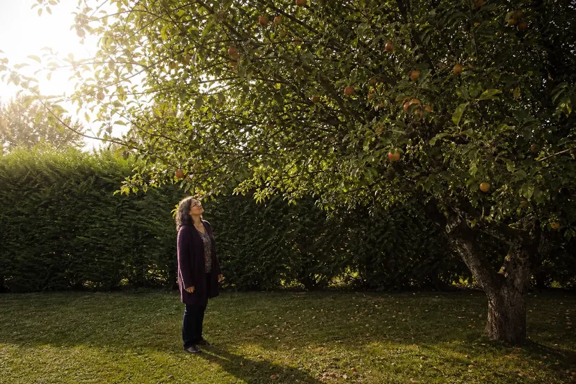 Femme aux cheveux noirs grisonnants et aux lunettes, en long gilet prune, debout sur la pelouse sous un grand pommier chargé de pommes rouges et jaunes, les yeux levés vers le haut de l'arbre, devant une haie, dans une lumière dorée.