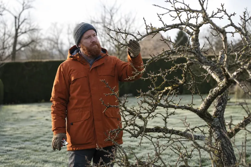Homme roux à la barbe fournie, en bonnet gris et parka orange, gants de jardin, qui écarte une branche d'un pommier sans feuilles pour en regarder les bourgeons, un sécateur fermé dans l'autre main, sur une pelouse givrée.