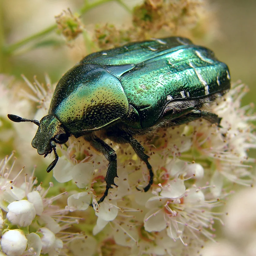 Coléoptère trapu d'un vert métallique doré, aux élytres marqués de petites taches blanches, posé sur des fleurs blanches.