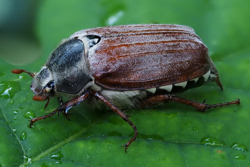 Gros coléoptère aux élytres brun roux striés et au thorax noir velu, une rangée de taches blanches triangulaires sur le flanc, marchant sur une feuille verte mouillée.