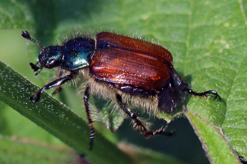 Petit coléoptère velu à la tête et au thorax vert bleuté métallique et aux élytres brun roux, posé sur une feuille.