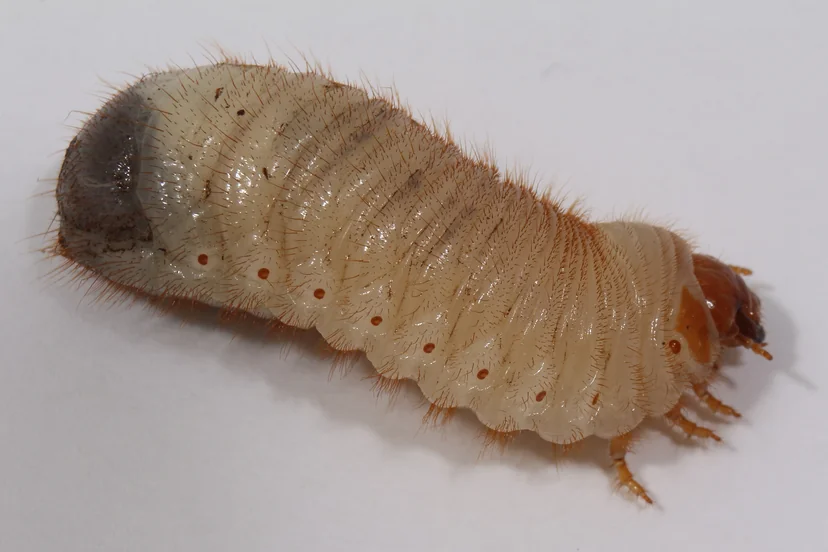 Larve blanc crème et velue, étendue sur un fond blanc, à la toute petite tête brun orangé à droite, aux pattes courtes, et à l'arrière du corps renflé et sombre à gauche.