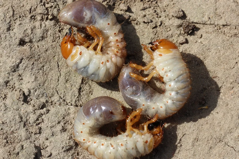Trois larves blanches et charnues recourbées en C, à la tête orange et aux pattes orangées groupées près de la tête, l'arrière du corps grisâtre et translucide, posées sur de la terre sèche.