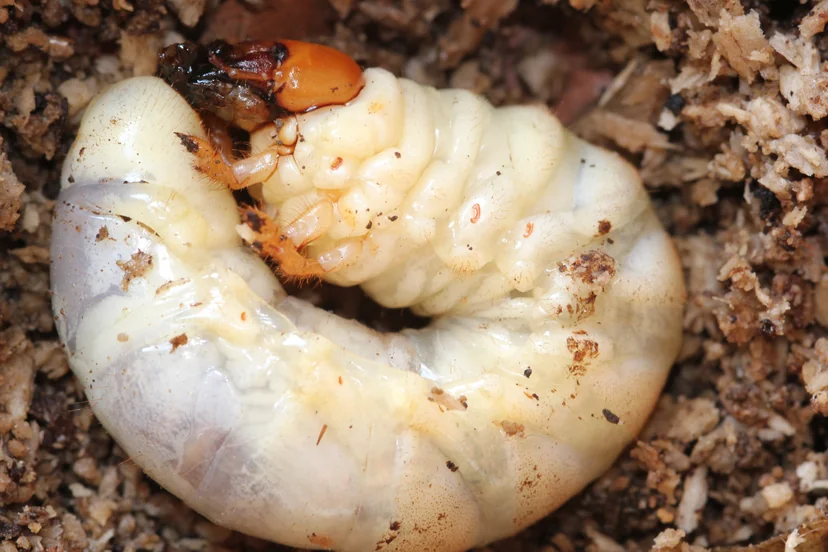 Grosse larve blanche et luisante recourbée en C, à la tête orange et aux mandibules sombres, lovée dans du bois décomposé en miettes.