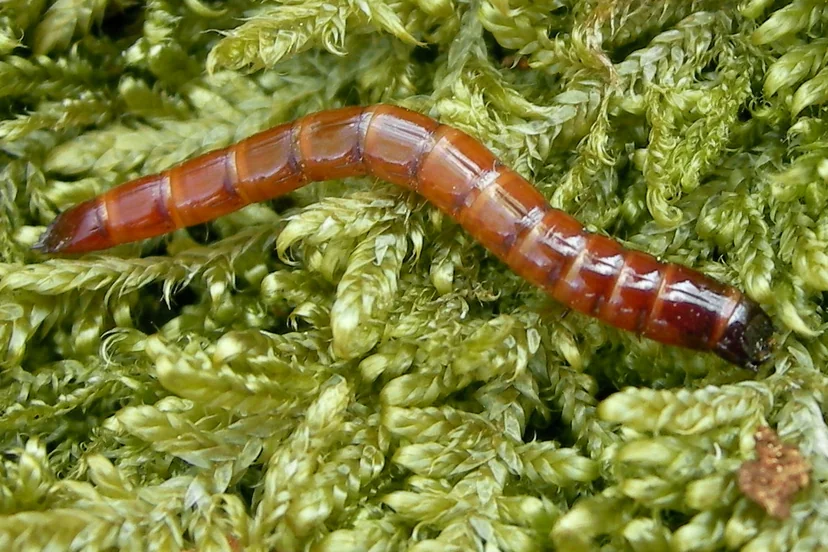 Larve fine et cylindrique, brun orangé et luisante, faite d'anneaux réguliers, allongée sur de la mousse verte.