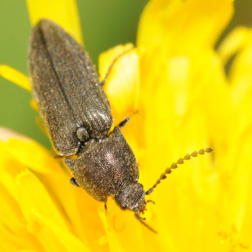 Coléoptère allongé brun sombre aux élytres finement striés et aux antennes en dents de scie, posé sur une fleur jaune.