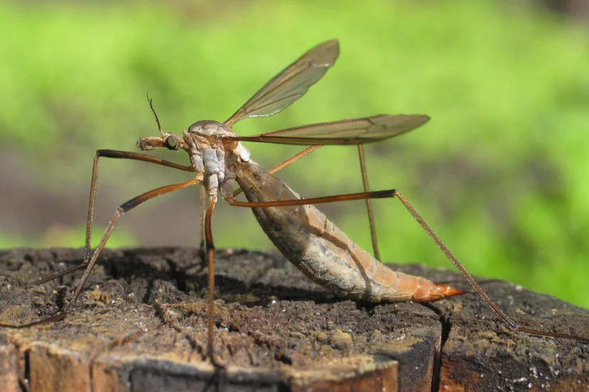 Grand insecte fin aux très longues pattes et aux deux ailes étroites, à l'abdomen allongé et pointu, posé sur une souche.