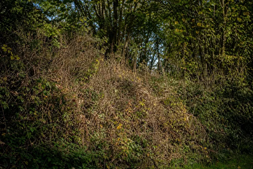 Talus envahi de ronces, d'herbes sèches et de tiges ligneuses au pied d'un sous-bois aux feuilles jaunissantes, dans une lumière rasante d'automne.