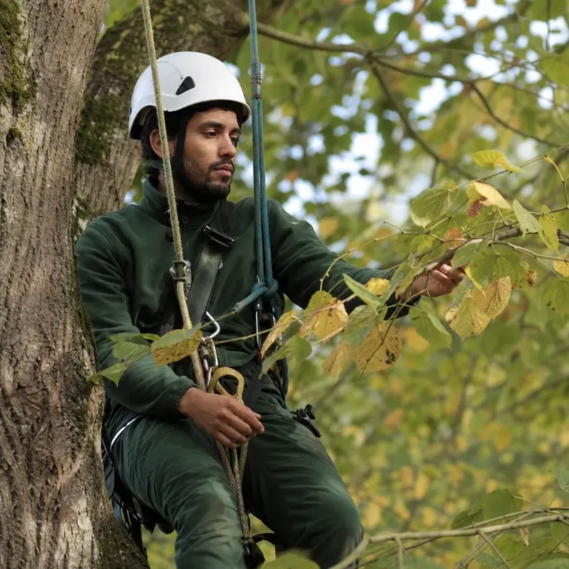 Jeune homme barbu en tenue de travail vert foncé, casque blanc, harnais et cordes, assis immobile dans son harnais contre le tronc d'un grand arbre aux feuilles qui jaunissent, la main posée sur une branche qu'il regarde.