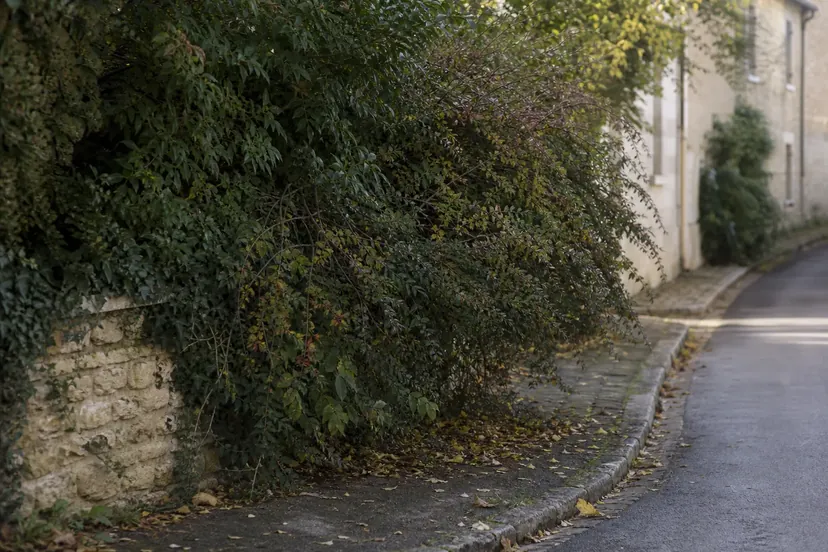 Rue étroite bordée de maisons en pierre claire : au-dessus d'un muret de pierre, une haie touffue déborde largement sur le trottoir, quelques feuilles jaunes au sol.