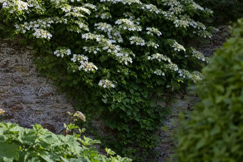 Hortensia grimpant en fleurs accroché à un vieux mur de pierre, son feuillage vert sombre parsemé de fleurs plates blanches, plus nombreuses dans le haut.