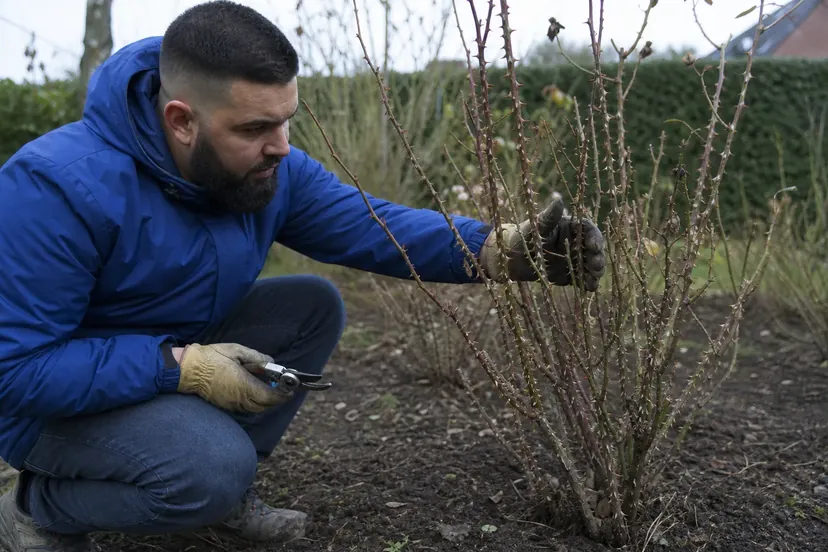 Homme barbu en anorak bleu, accroupi devant un rosier buisson aux tiges épineuses nues dans un massif en fin d'hiver, écartant une tige de sa main gantée, un sécateur au repos dans l'autre main posée sur son genou.