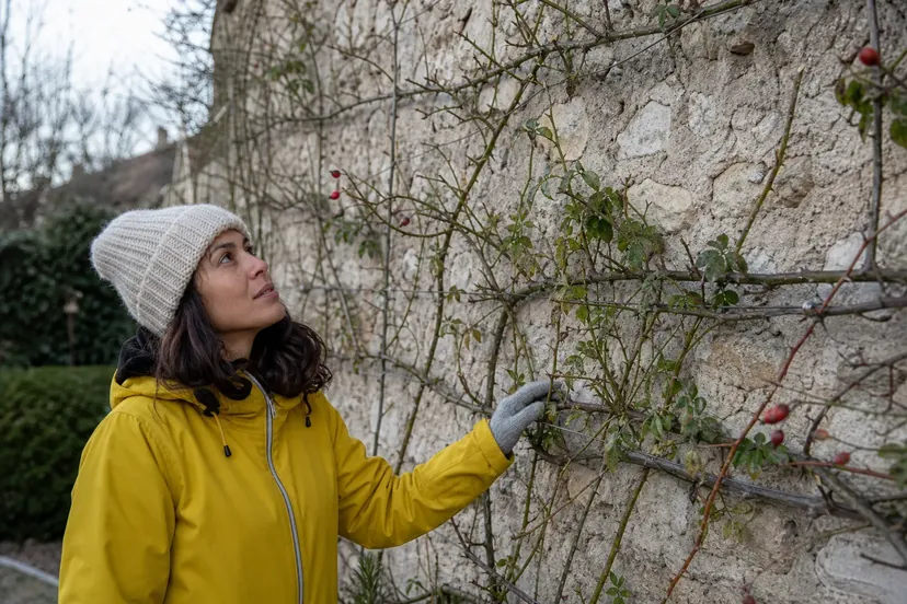Femme en bonnet de laine clair et parka jaune, debout au pied d'un vieux mur de pierre, une main gantée posée sur un rosier grimpant aux tiges épineuses attachées à des fils de fer horizontaux, avec quelques cynorrhodons rouges, en hiver.