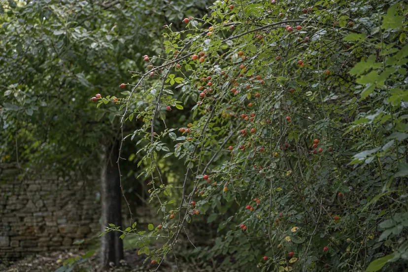 Longues tiges arquées d'un grand rosier liane défleuri retombant d'un arbre au fond d'un jardin, chargées de petits cynorrhodons rouge orangé, devant un vieux mur de pierre sèche.