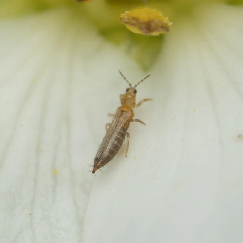 Petit insecte allongé et fin, brun jaunâtre, aux ailes repliées sur le dos et aux antennes dressées, posé sur un pétale blanc sous les étamines jaunes d'une fleur.