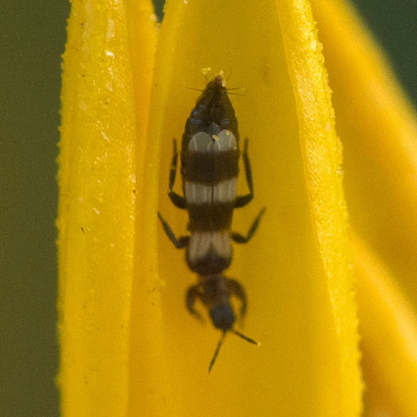Thrips noir barré de larges bandes blanches en travers du dos, aux pattes et aux antennes sombres, posé sur un pétale jaune.