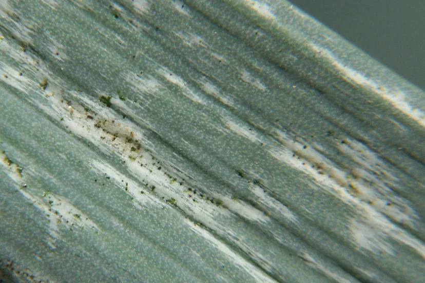 Feuille de poireau bleu-vert vue de près, striée de plages blanc argenté où se groupent de minuscules points noirs.