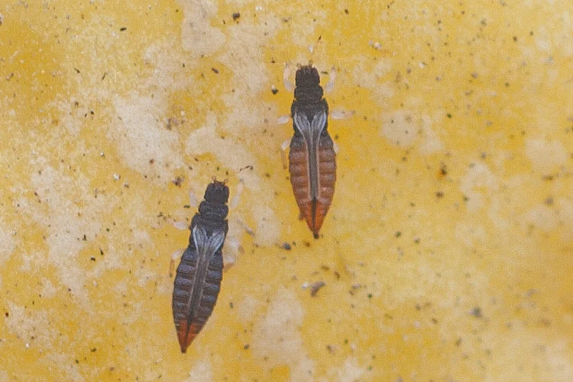Deux insectes allongés brun noirâtre, l'arrière du corps orangé et pointu, posés sur la peau jaune d'un citron semée de points sombres.
