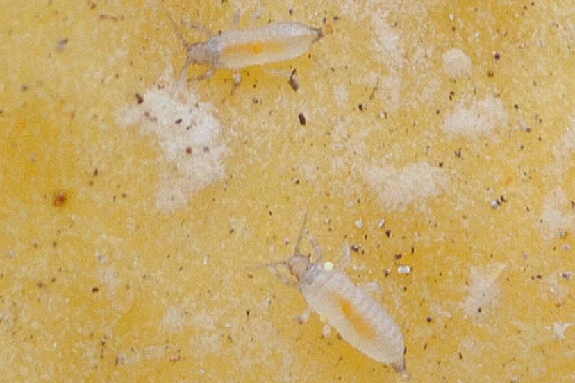 Deux larves pâles, blanc crème et sans ailes, au corps allongé marqué d'orange à l'intérieur, sur la peau jaune d'un citron.