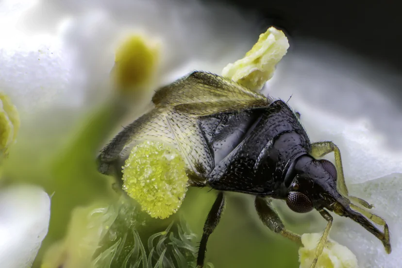Petite punaise noire et luisante aux ailes translucides et aux gros yeux brun rouge, la tête plongée dans une fleur blanche aux étamines jaunes.