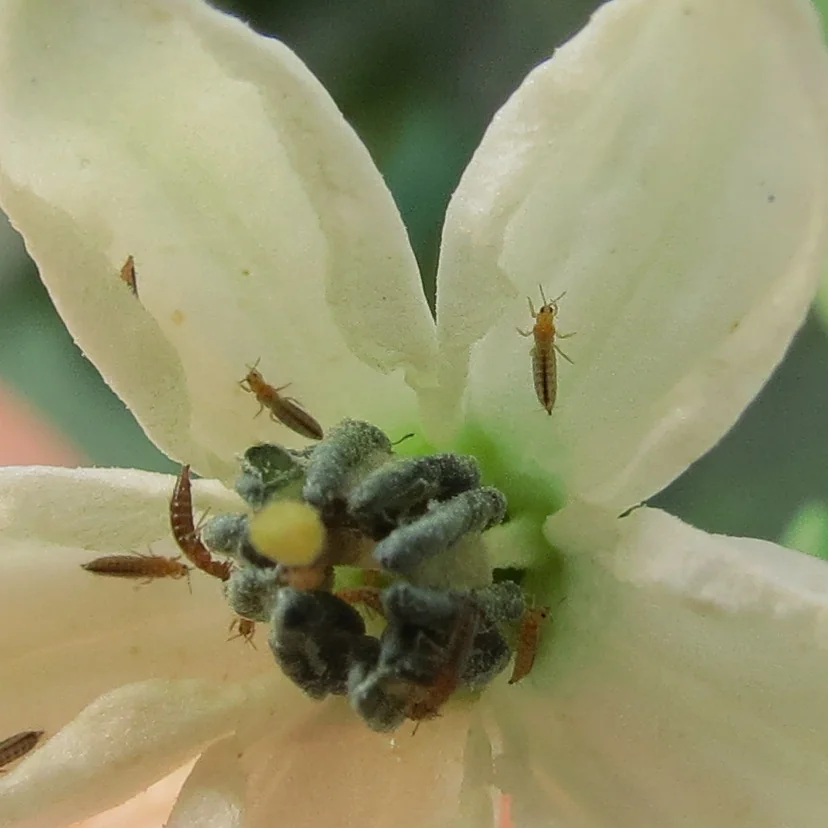 Fleur blanche vue de très près, avec plusieurs petits insectes bruns et allongés sur les pétales et autour des étamines gris-vert.