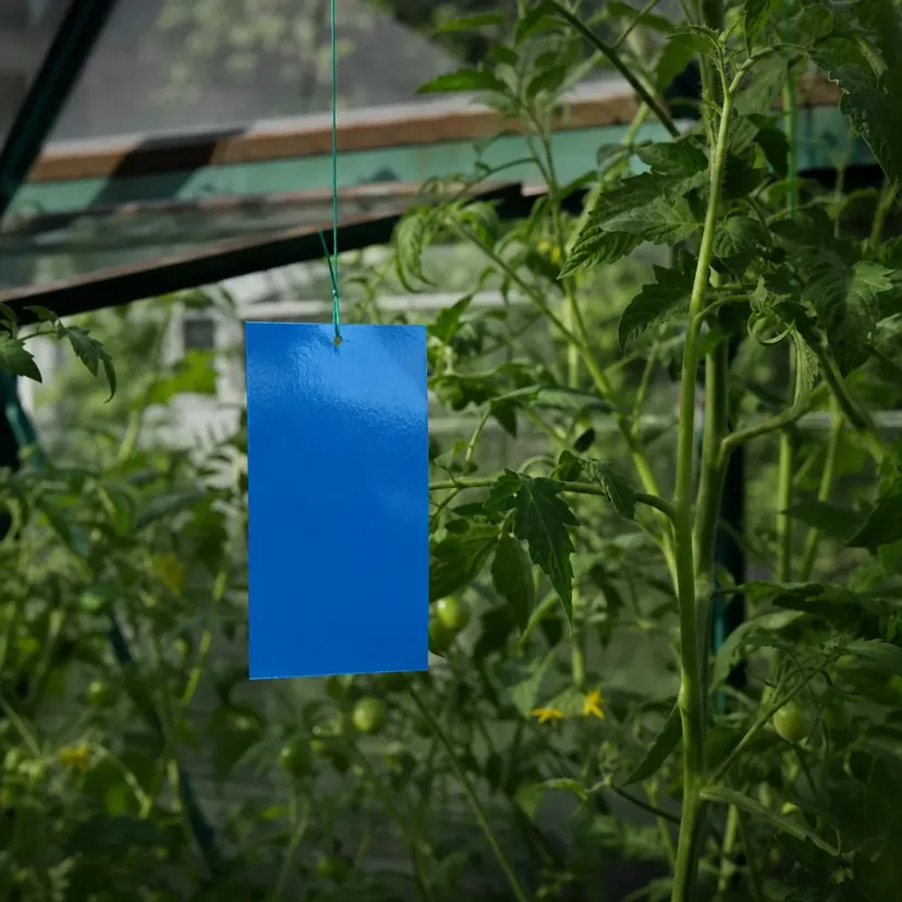 Piège englué bleu vif, vierge, suspendu à un fil vert entre des plants de tomates aux fruits encore verts, dans une serre de jardin.