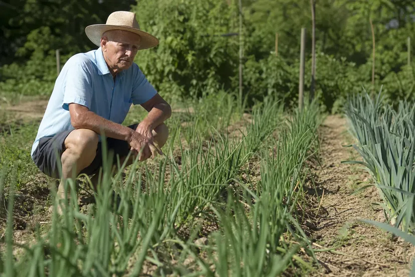 Homme âgé en chapeau de paille et chemisette bleu ciel, accroupi au bout d'un rang d'oignons dans un potager en plein été, à côté d'un rang de poireaux, qui regarde le feuillage.